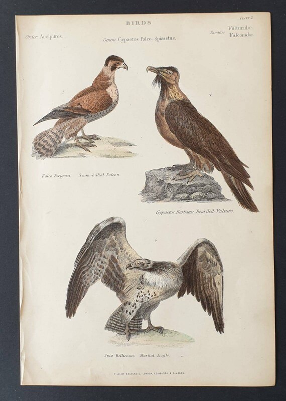 Original c1860's hand coloured Museum of Natural History print - Falcom/ Vulture/ Eagle