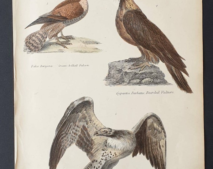 Original c1860's hand coloured Museum of Natural History print - Falcom/ Vulture/ Eagle