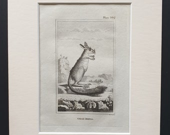 Great Jerboa - Original 1812 Buffon print in mount
