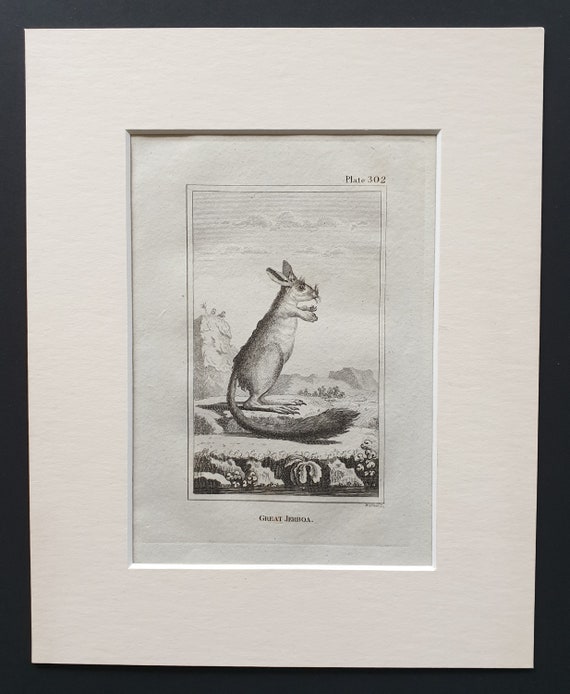 Great Jerboa - Original 1812 Buffon print in mount