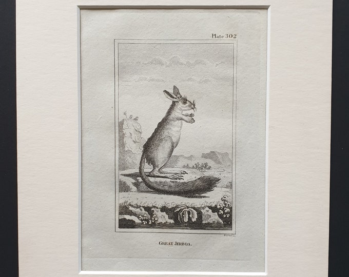 Great Jerboa - Original 1812 Buffon print in mount