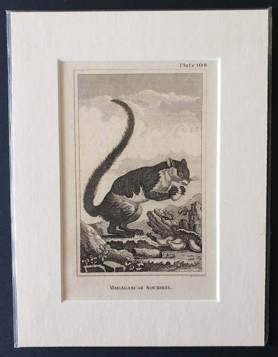Original 1812 Buffon print - Madagascar Squirrel