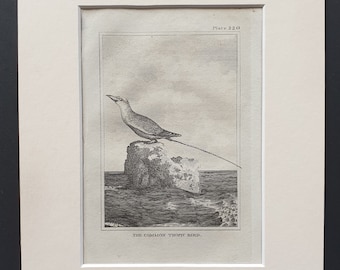 The Common Tropic Bird -  Original 1812 Buffon print in mount (220)