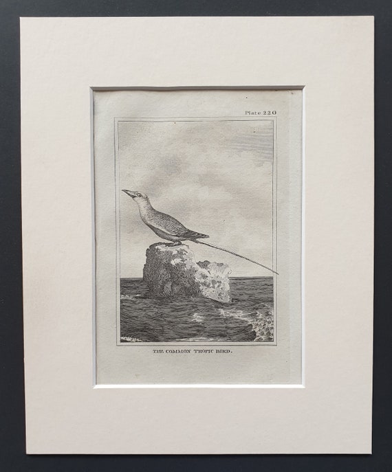 The Common Tropic Bird -  Original 1812 Buffon print in mount (220)
