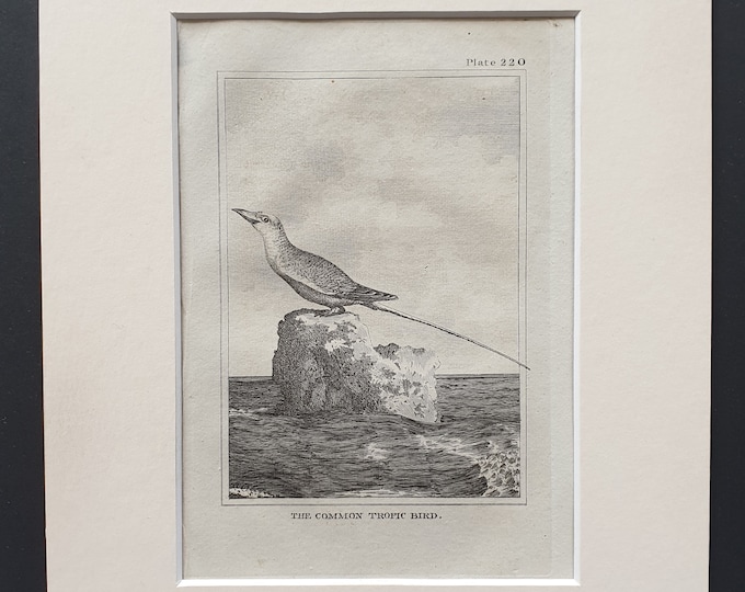 The Common Tropic Bird -  Original 1812 Buffon print in mount (220)