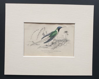 Double Crested Hummingbird (Female) - Original c1840 hand coloured bird print in mount