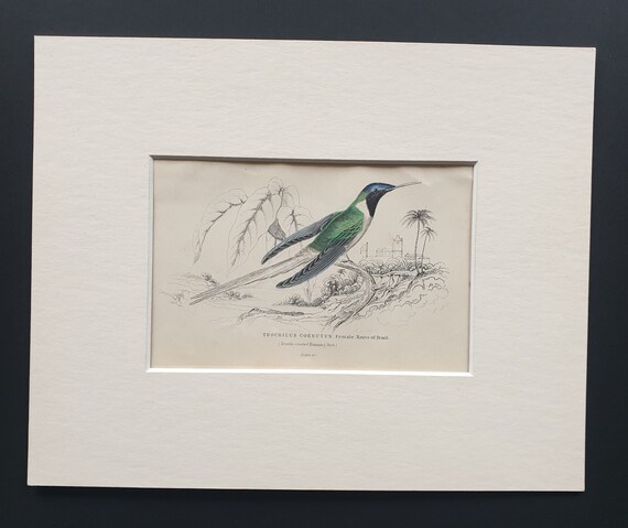 Double Crested Hummingbird (Female) - Original c1840 hand coloured bird print in mount