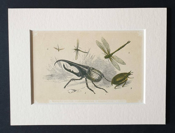 Original 1851 John Tallis woodblock print - Hercules Beetle, Cockchaffer, Dragonfly and Gnat