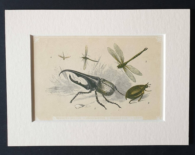 Original 1851 John Tallis woodblock print - Hercules Beetle, Cockchaffer, Dragonfly and Gnat