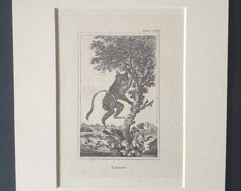 Tarsier - Original 1812 Buffon print in mount