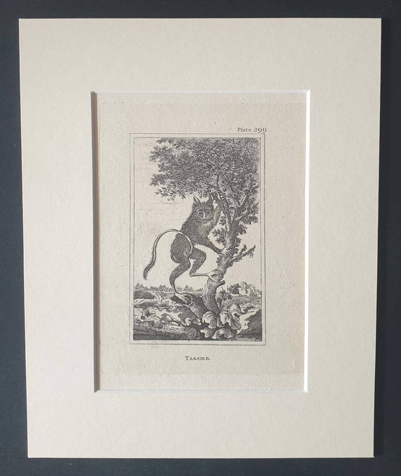 Original 1812 Buffon print in mount -  Tarsier