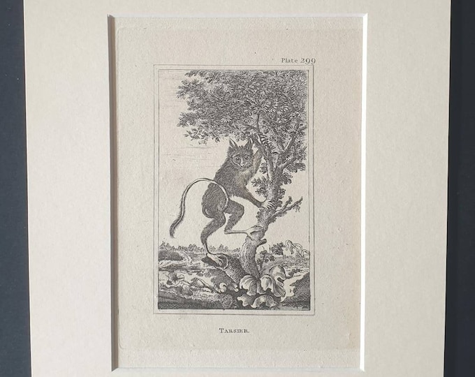 Original 1812 Buffon print in mount -  Tarsier