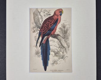 Pennantian Broad-Tail - Original c1840 Hand Coloured Parrot in Mount