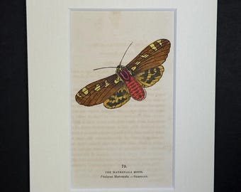The Matronala Moth - Original 1832 Hand Coloured Antique Print