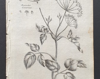 Common Goutweed - Original 1802 Culpeper engraving (72)
