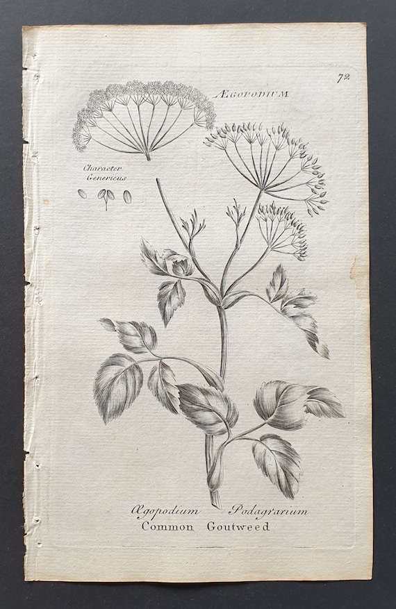 Common Goutweed - Original 1802 Culpeper engraving (72)