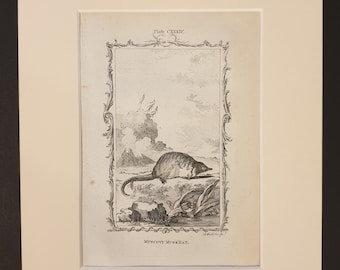 Muscovy Musk Rat - Original 1791 Buffon print in mount