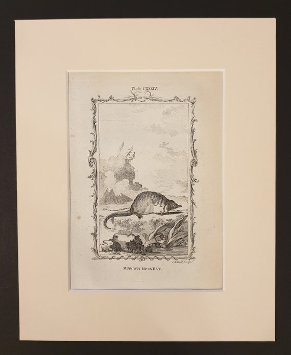 Muscovy Musk Rat - Original 1791 Buffon print in mount
