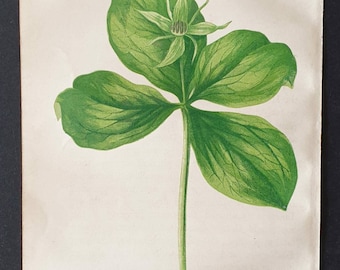 Herb Paris - Original 1857 poisonous plant print