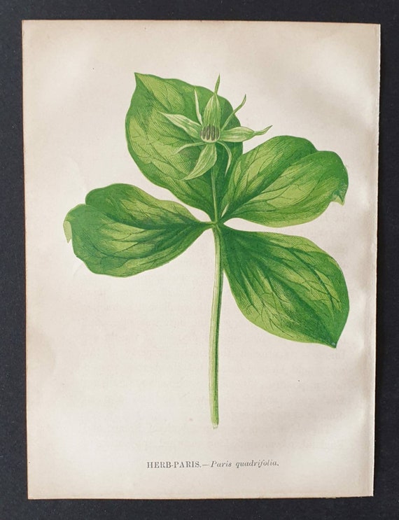 Original 1857 poisonous plant print - Herb Paris