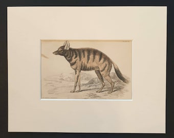 Lalande's Agriodus - Original 1840 hand coloured mammalia print in mount