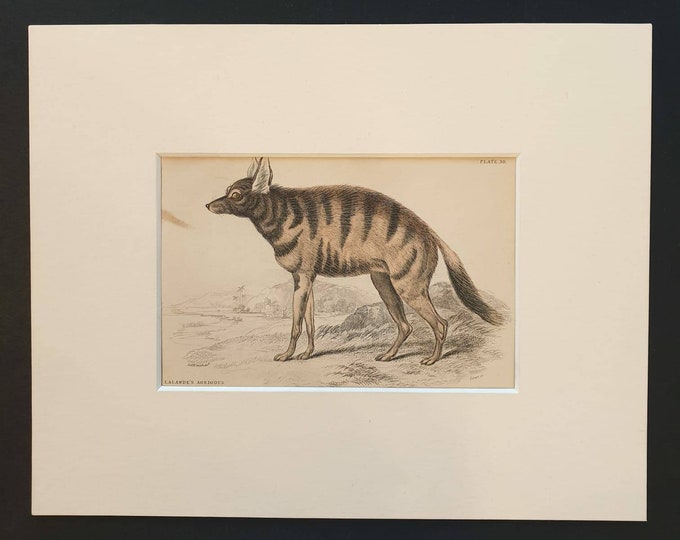 Original 1840 hand coloured mammalia print in mount - Lalande's Agriodus