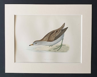 Little Crake - Original 1891 hand coloured bird print in mount