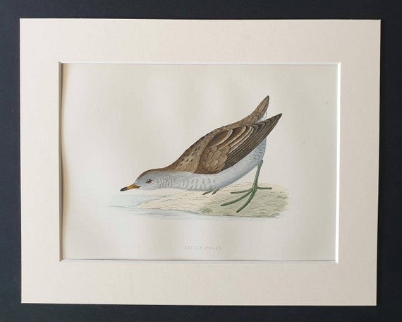 Original 1891 hand coloured bird print in mount - Little Crake