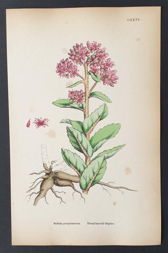 Original 1863 hand coloured botanical print - Broad leaved Orpine