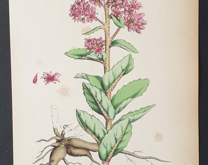 Original 1863 hand coloured botanical print - Broad leaved Orpine