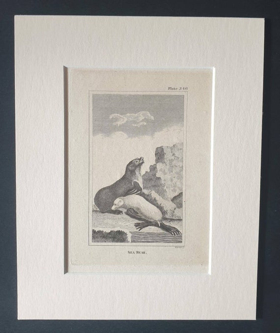 Original 1812 Buffon print in mount -  Sea Bear