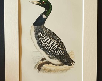 White Billed Northern Diver - Original 1891 hand coloured bird print in mount