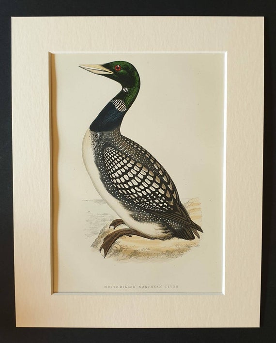 Original 1891 hand coloured bird print in mount - White Billed Northern Diver