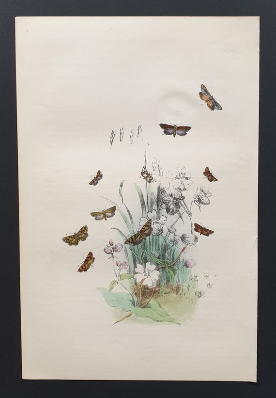 The Jaundiced Drab T Moth and others - Original hand coloured 1860 print