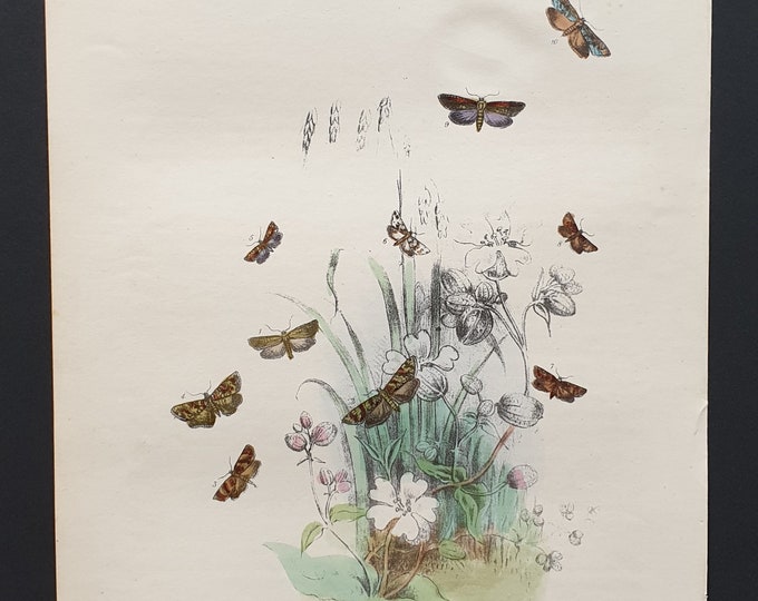 The Jaundiced Drab T Moth and others - Original hand coloured 1860 print