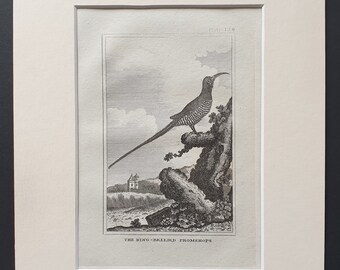 The Ring Bellied Promerops - Original 1812 Buffon print in mount (158)