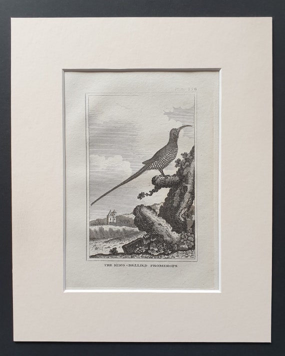 The Ring Bellied Promerops - Original 1812 Buffon print in mount (158)