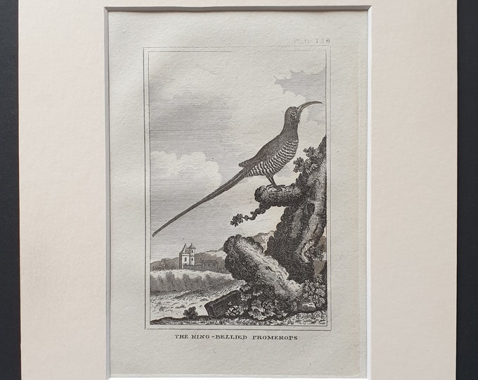 The Ring Bellied Promerops - Original 1812 Buffon print in mount (158)