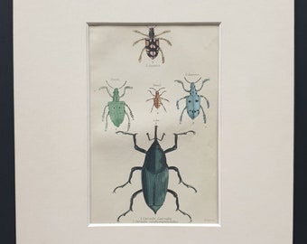Curculio Varieties - Original c1860 hand coloured beetle print in mount