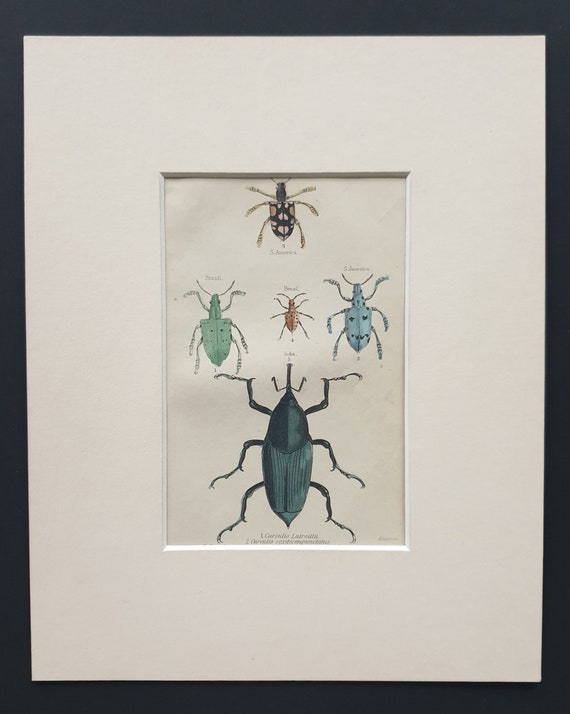 Curculio Varieties - Original c1860 hand coloured beetle print in mount