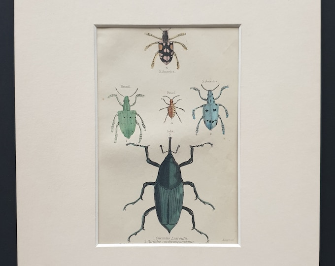 Curculio Varieties - Original c1860 hand coloured beetle print in mount