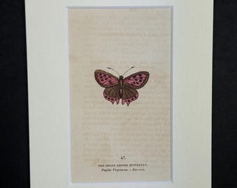 The Small Copper Butterfly - Original 1832 Hand Coloured Antique Print