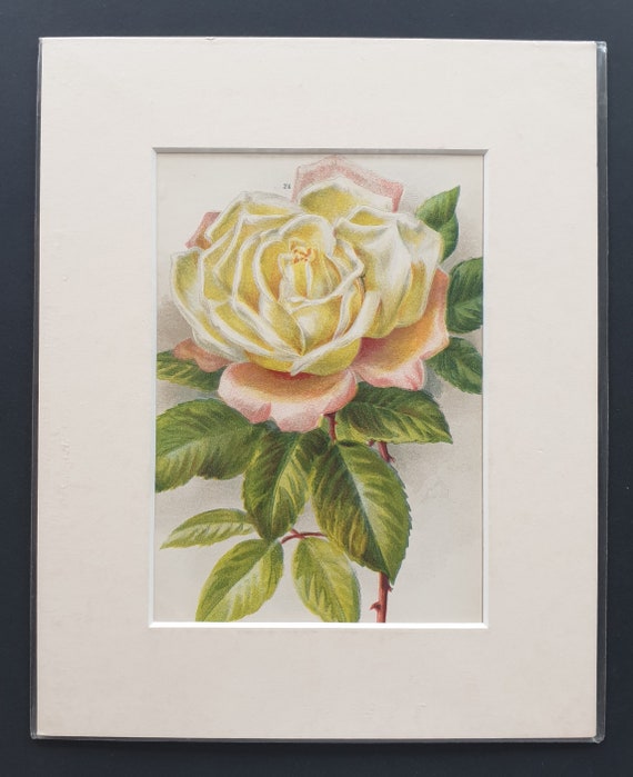 The Bride - Original 1903 rose print in mount