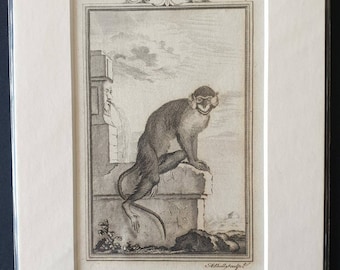 Mustache - Original 1812 Buffon print