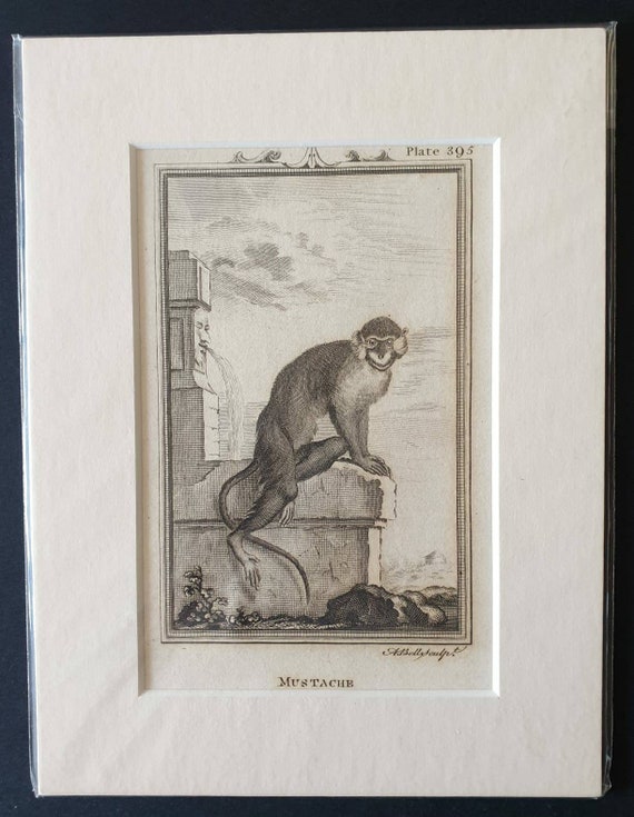 Original 1812 Buffon print - Mustache