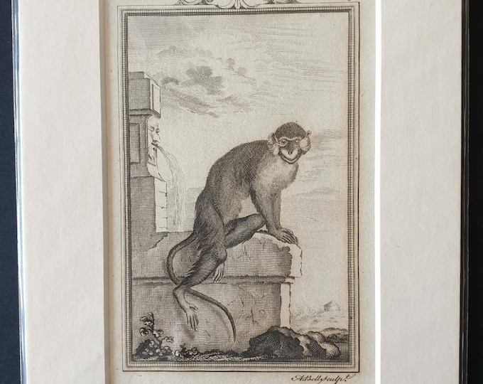 Original 1812 Buffon print - Mustache