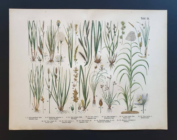 Original 1888 hand coloured large botanical print - Plate 26