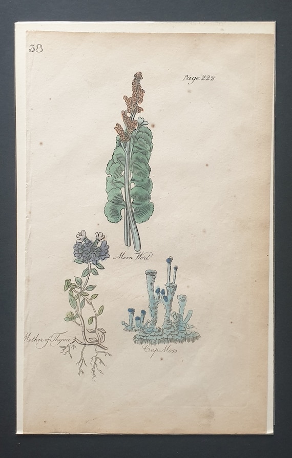 Moon Wort, Mother of Thyme and Cup Moss - Original c1810 Culpeper print