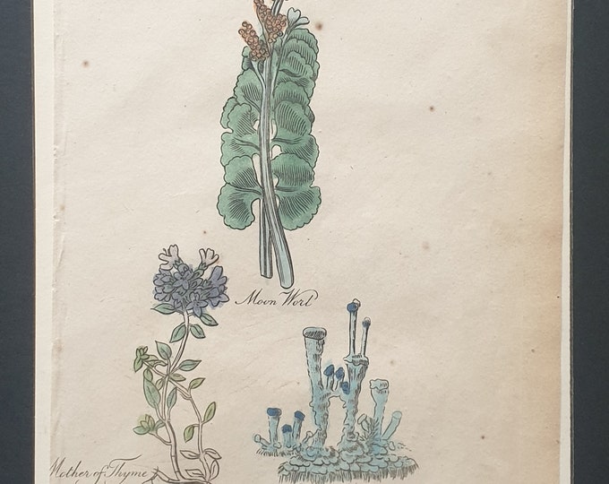 Moon Wort, Mother of Thyme and Cup Moss - Original c1810 Culpeper print