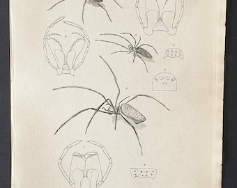 Original 1833  Baron Cuvier arachnid print